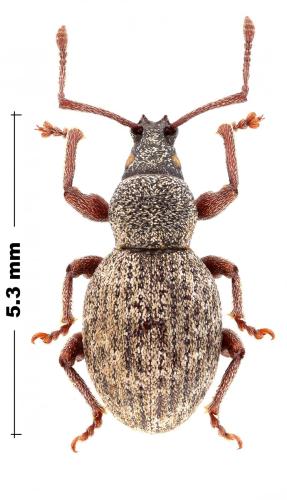 Otiorhynchus duinensis